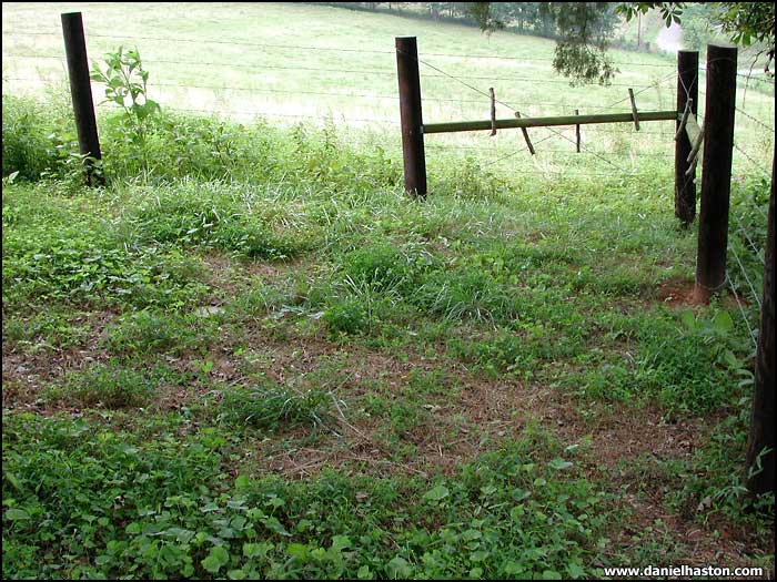 Daughter of Wilburn & Notie Reedy Grave - Big Fork Cemetery